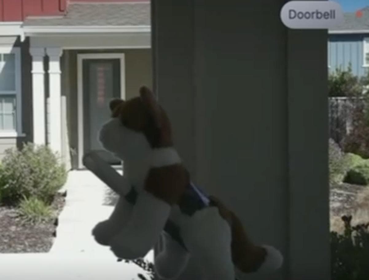 Cat at door